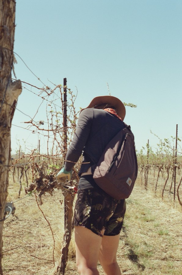 Pruning vines, Fort Davis, Texas. 2023.